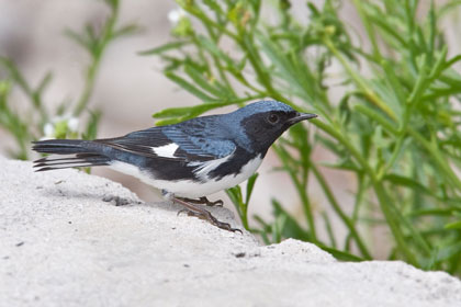 Black-throated Blue Warbler Photo @ Kiwifoto.com