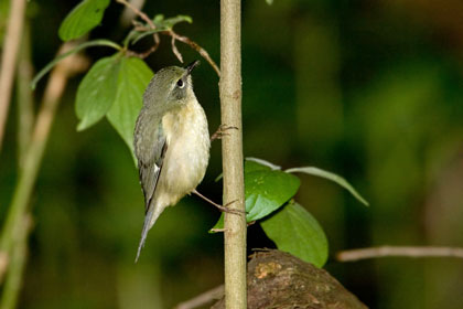 Black-throated Blue Warbler (female)