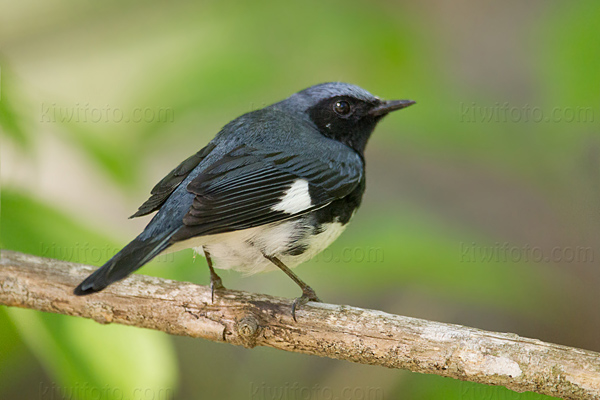 Black-throated Blue Warbler Photo @ Kiwifoto.com