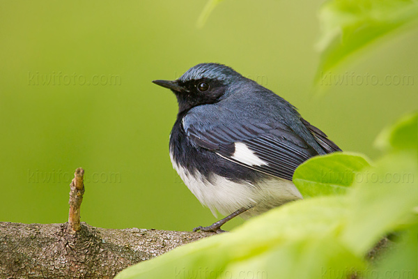 Black-throated Blue Warbler Photo @ Kiwifoto.com