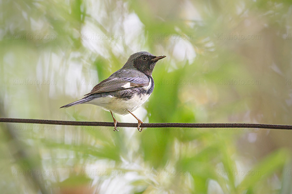 Black-throated Blue Warbler Photo @ Kiwifoto.com