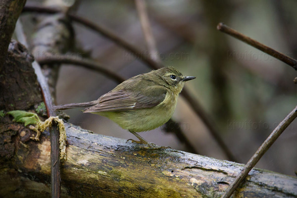Black-throated Blue Warbler Photo @ Kiwifoto.com