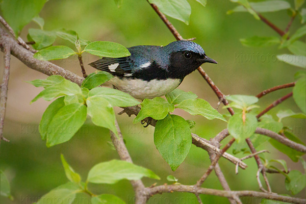 Black-throated Blue Warbler Picture @ Kiwifoto.com