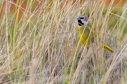 Black-throated Finch (male)