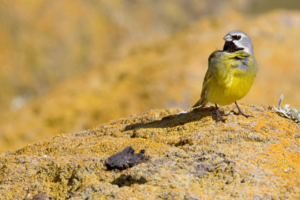 Black-throated Finch Photo @ Kiwifoto.com