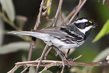 Black-throated Gray Warbler Photo @ Kiwifoto.com