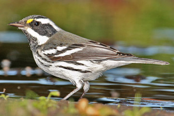 Black-throated Gray Warbler Photo @ Kiwifoto.com