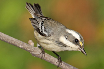 Black-throated Gray Warbler Photo @ Kiwifoto.com