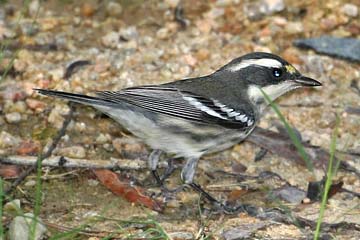 Black-throated Gray Warbler Picture @ Kiwifoto.com