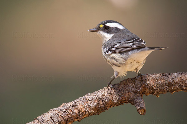 Black-throated Gray Warbler Picture @ Kiwifoto.com