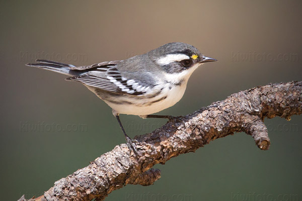 Black-throated Gray Warbler Photo @ Kiwifoto.com