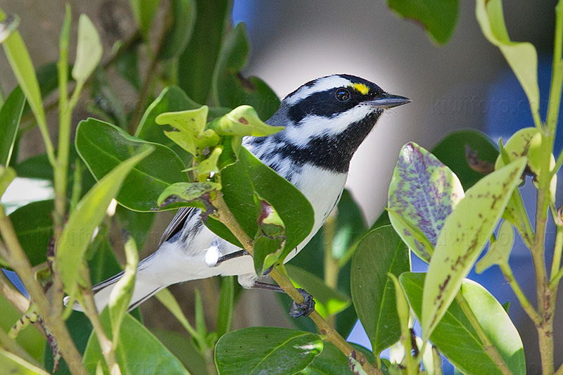 Black-throated Gray Warbler Photo @ Kiwifoto.com