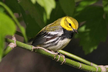 Black-throated Green Warbler Photo @ Kiwifoto.com
