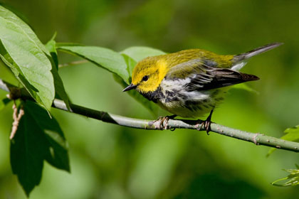 Black-throated Green Warbler Image @ Kiwifoto.com