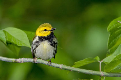 Black-throated Green Warbler Picture @ Kiwifoto.com