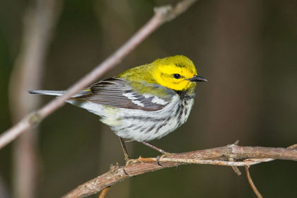 Black-throated Green Warbler Image @ Kiwifoto.com