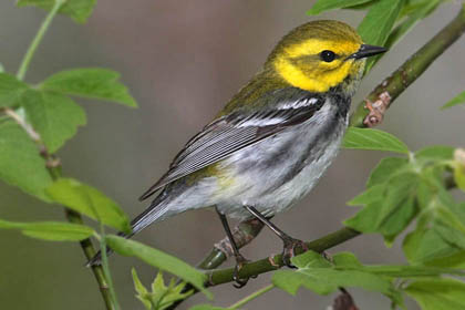 Black-throated Green Warbler