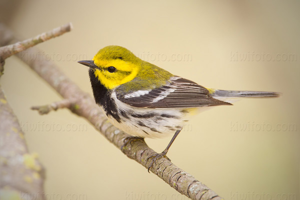 Black-throated Green Warbler Image @ Kiwifoto.com