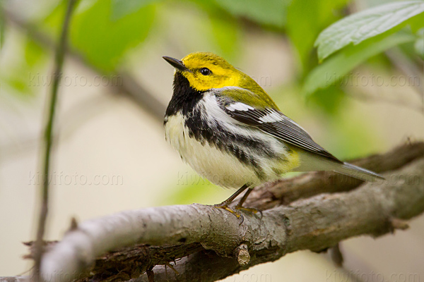 Black-throated Green Warbler Picture @ Kiwifoto.com