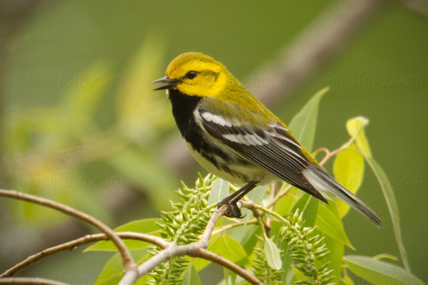 Black-throated Green Warbler Picture @ Kiwifoto.com