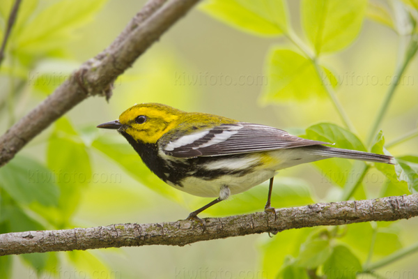 Black-throated Green Warbler Photo @ Kiwifoto.com