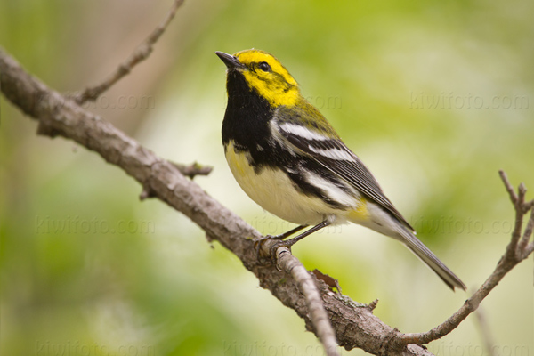 Black-throated Green Warbler Picture @ Kiwifoto.com