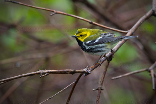 Black-throated Green Warbler Picture @ Kiwifoto.com