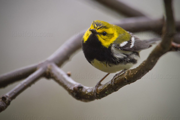 Black-throated Green Warbler Image @ Kiwifoto.com