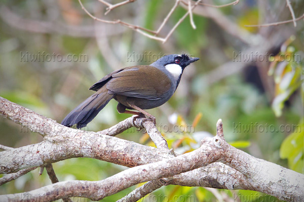 Black-throated Laughingthrush