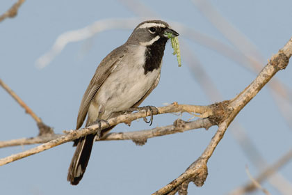 Black-throated Sparrow Black-throated Sparrow
