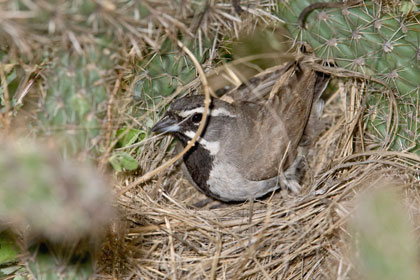 Black-throated Sparrow