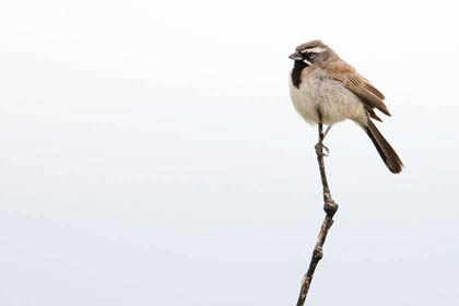 Black-throated Sparrow Image @ Kiwifoto.com