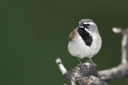 Black-throated Sparrow Image @ Kiwifoto.com