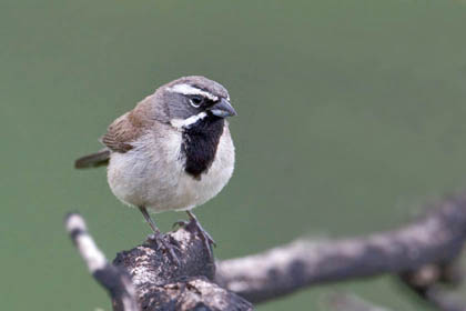 Black-throated Sparrow