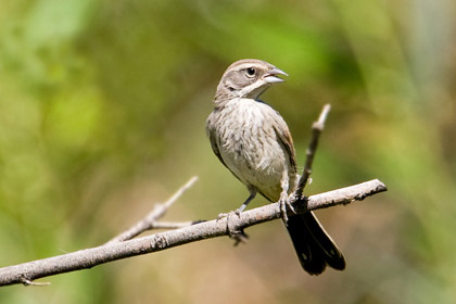 Black-throated Sparrow Image @ Kiwifoto.com