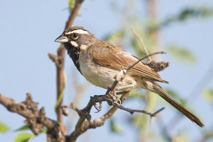 Black-throated Sparrow Image @ Kiwifoto.com