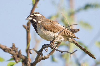 Black-throated Sparrow Picture @ Kiwifoto.com