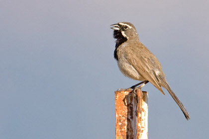 Black-throated Sparrow Photo @ Kiwifoto.com