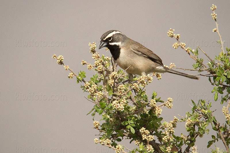 Black-throated Sparrow Image @ Kiwifoto.com