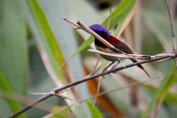 Black-throated Sunbird