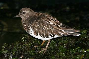 Black Turnstone Image @ Kiwifoto.com