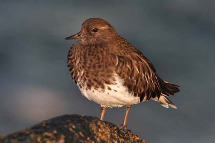 Black Turnstone Picture @ Kiwifoto.com