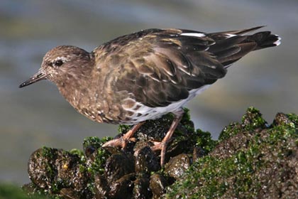 Black Turnstone Photo @ Kiwifoto.com