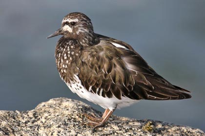 Black Turnstone Photo @ Kiwifoto.com