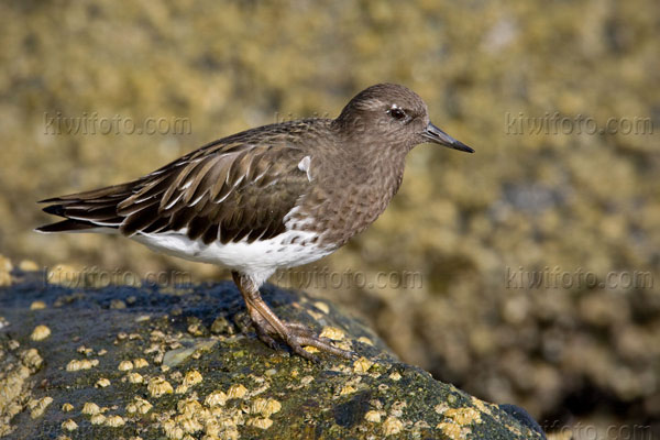 Black Turnstone Picture @ Kiwifoto.com