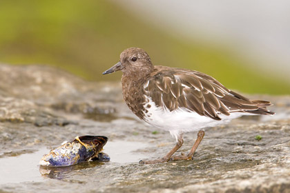 Black Turnstone Photo @ Kiwifoto.com