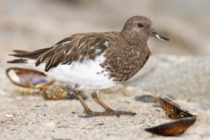 Black Turnstone Picture @ Kiwifoto.com