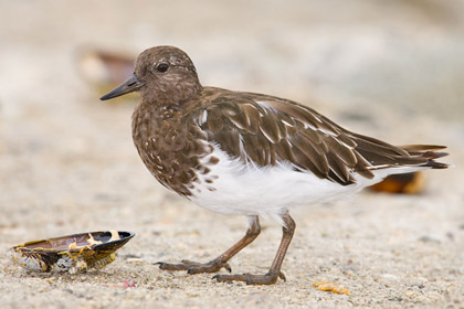 Black Turnstone Picture @ Kiwifoto.com
