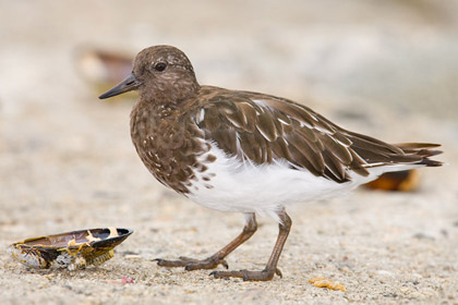 Black Turnstone Photo @ Kiwifoto.com