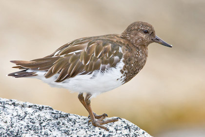 Black Turnstone Image @ Kiwifoto.com